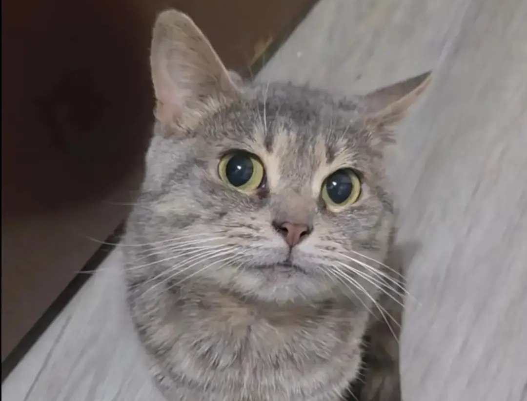 🃏⁷ | ⊙⊝⊜ tweet media