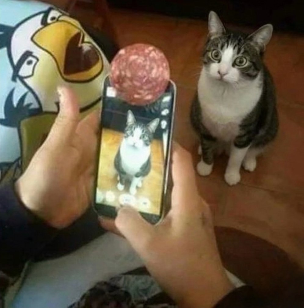 We don't deserve cats 😺 tweet media