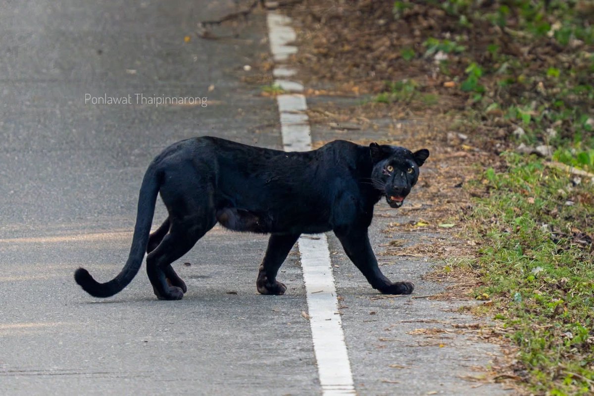 กรมอุทยานแห่งชาติ สัตว์ป่า และพันธุ์พืช tweet media