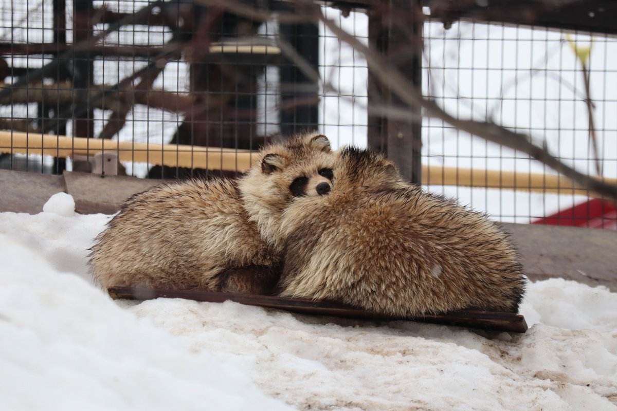 たぬさわ tweet media