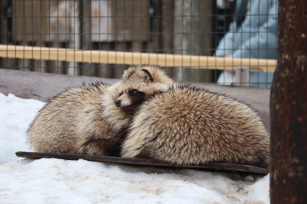 たぬさわ tweet media