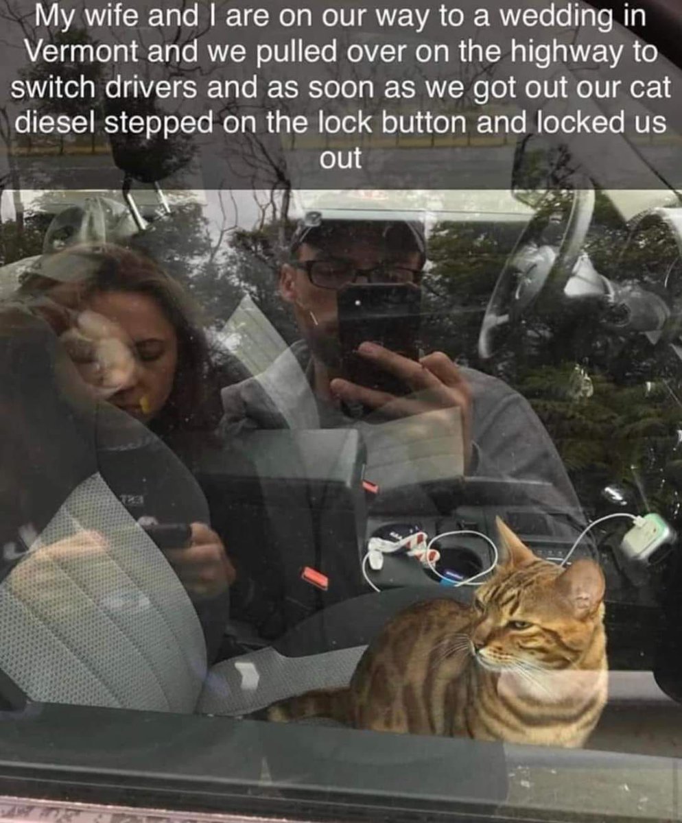 catsnkittys's tweet image. Oops! 😅