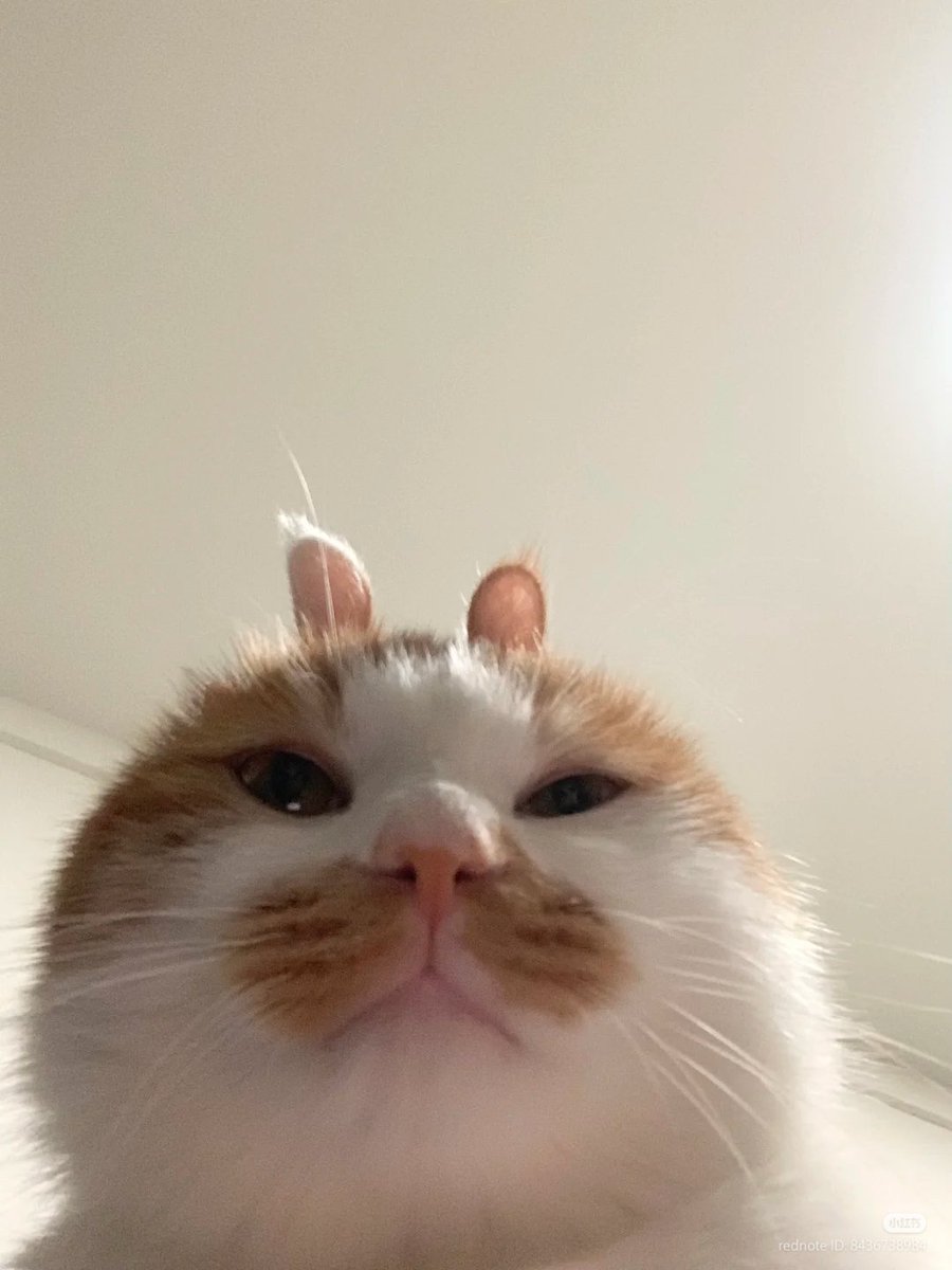 nocontextscats's tweet photo. Bunny https://t.co/V0VlhbRwVm
