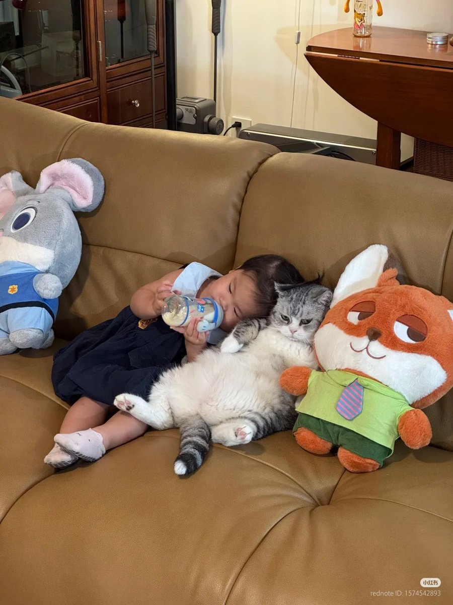 No Context Cats tweet media