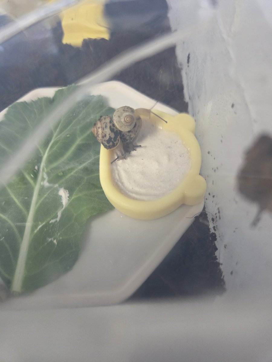 양깅 달팽이 계정 tweet media