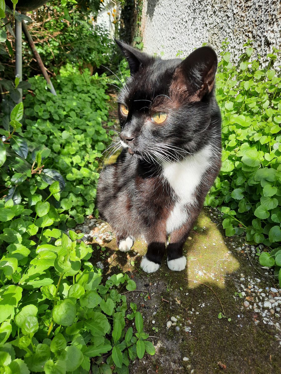 Rode Kater tweet media