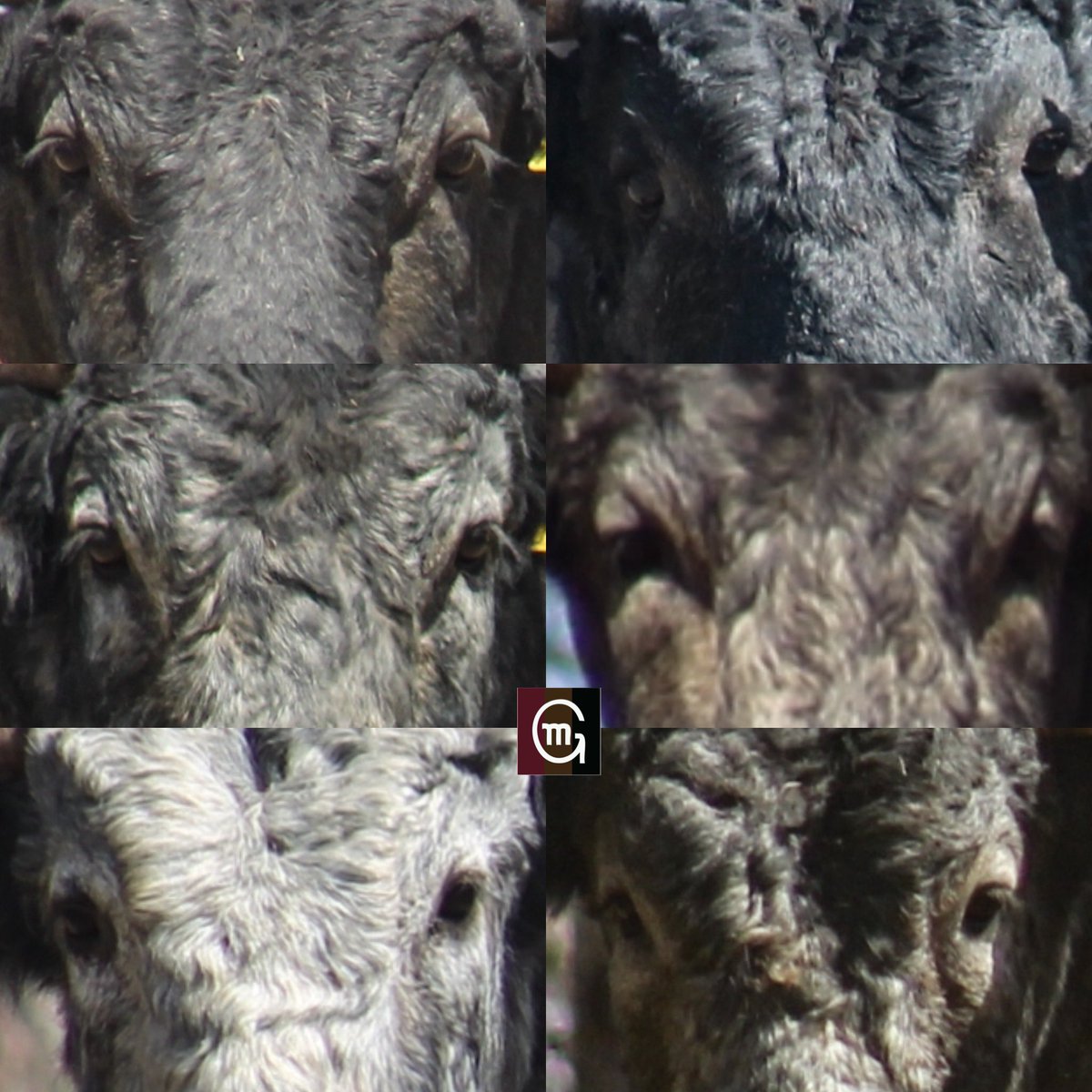 Ganadería El Batán tweet media