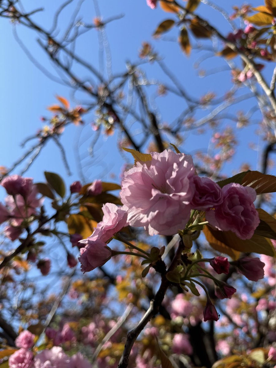 terada(RayZi) tweet media