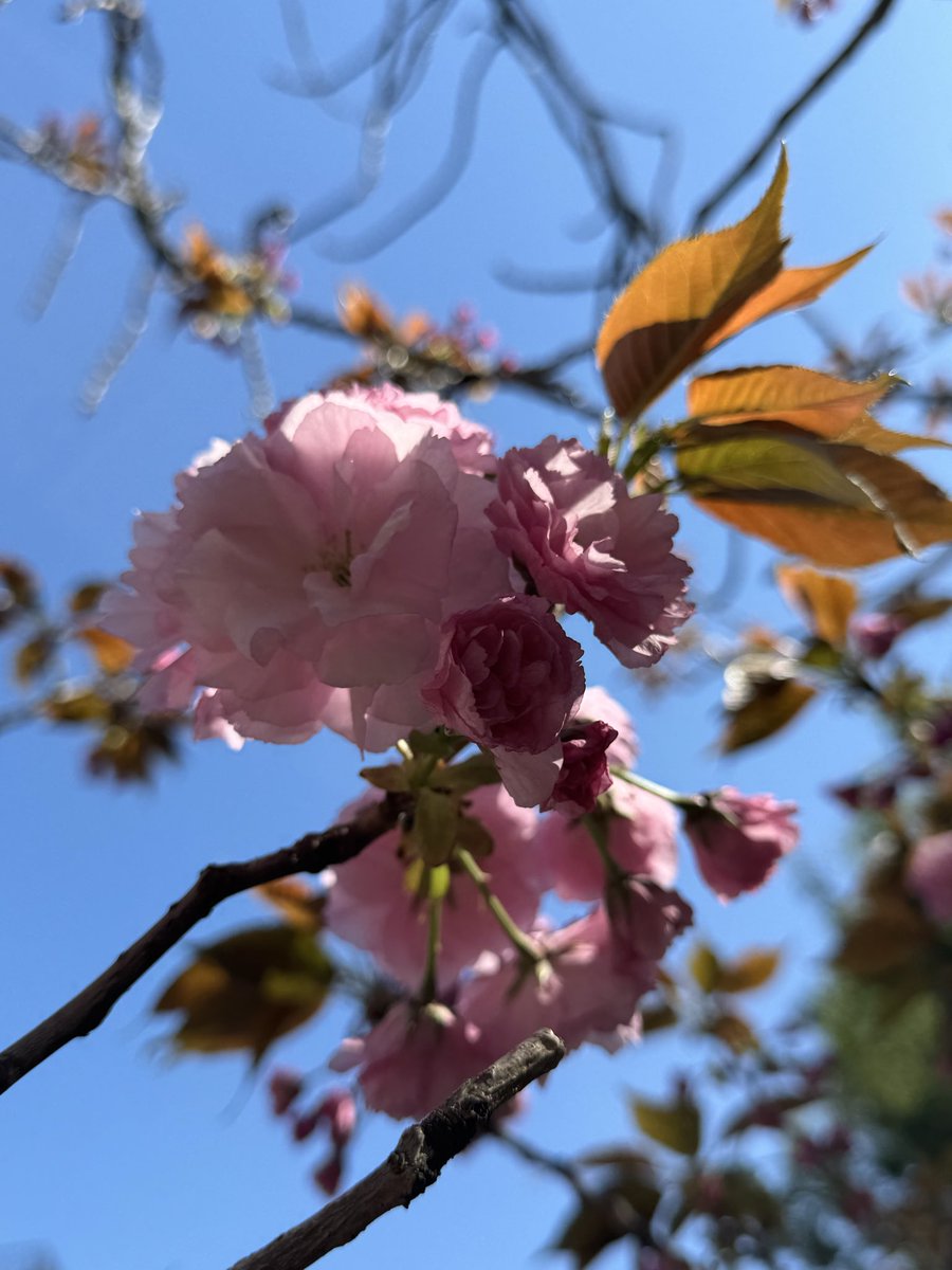 terada(RayZi) tweet media