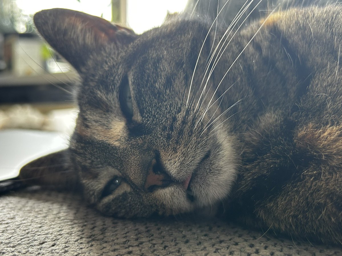 PipDePoes tweet media