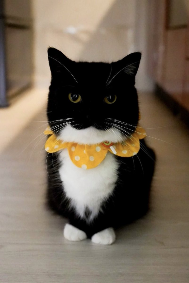 I'm Uni :3 tweet media