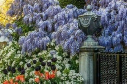 thegardenvsw's tweet image. It is an art which may be acquired with practice and that is why I want to urge everyone to take advantage of the opportunity offered to visit the hundreds of private #gardens now open to the public. #gardening