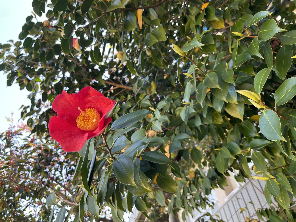 霧谷 のあ🌽 tweet media