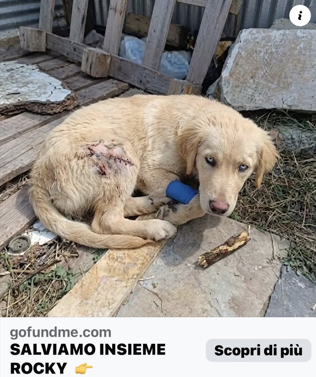 gofundme.com/f/dal-maltratt…
SALVIAMO ROCKY🙏🐾🆘