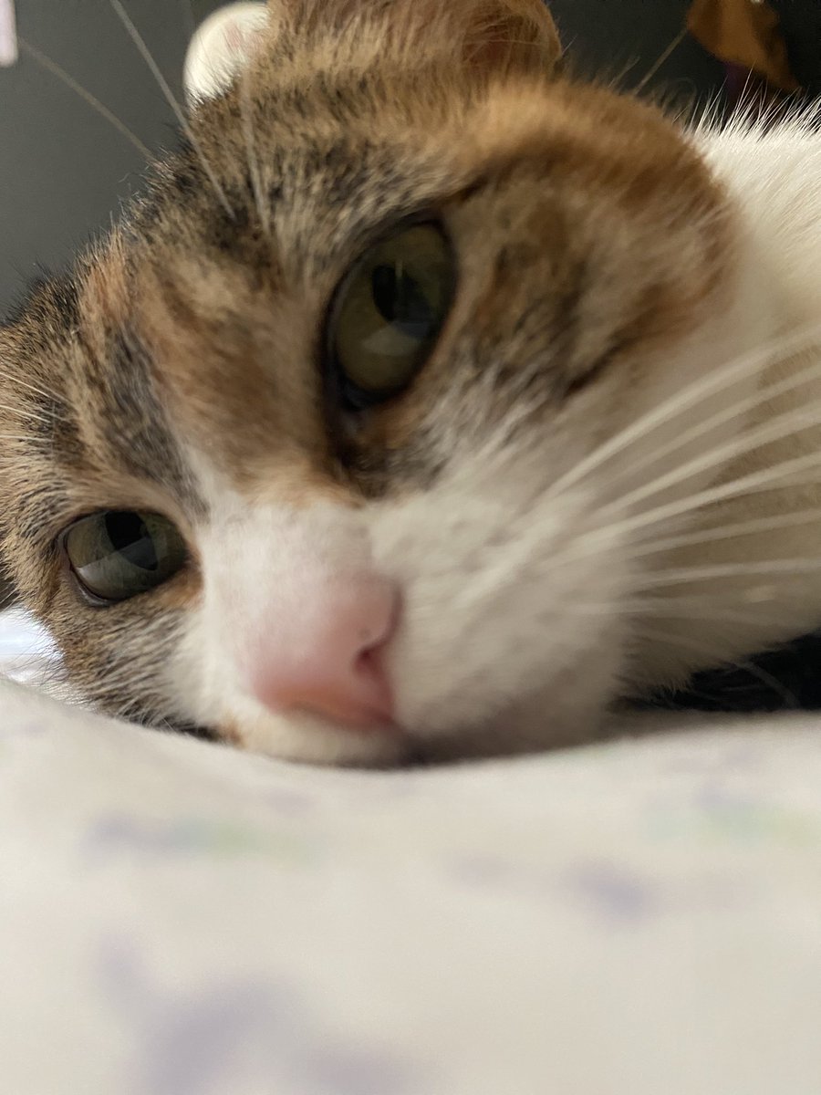 Gangle’s version tweet media