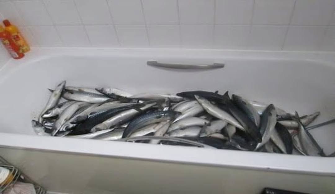 Ölele Salvador🦅🇬🇭 tweet media