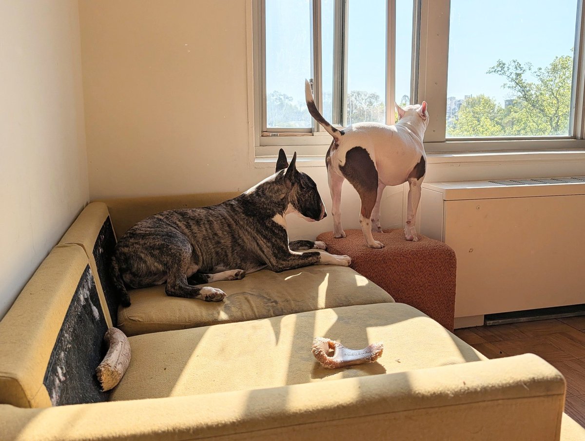 Goofy Foot 📏🌱♠️🕉❤️‍🩹🫟➕🐶 tweet media