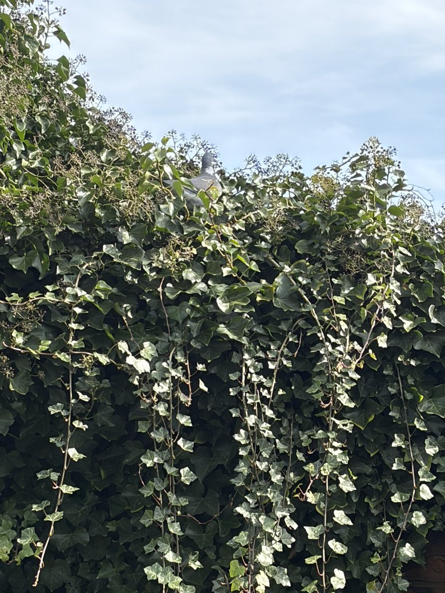 Marie 🦦 tweet media