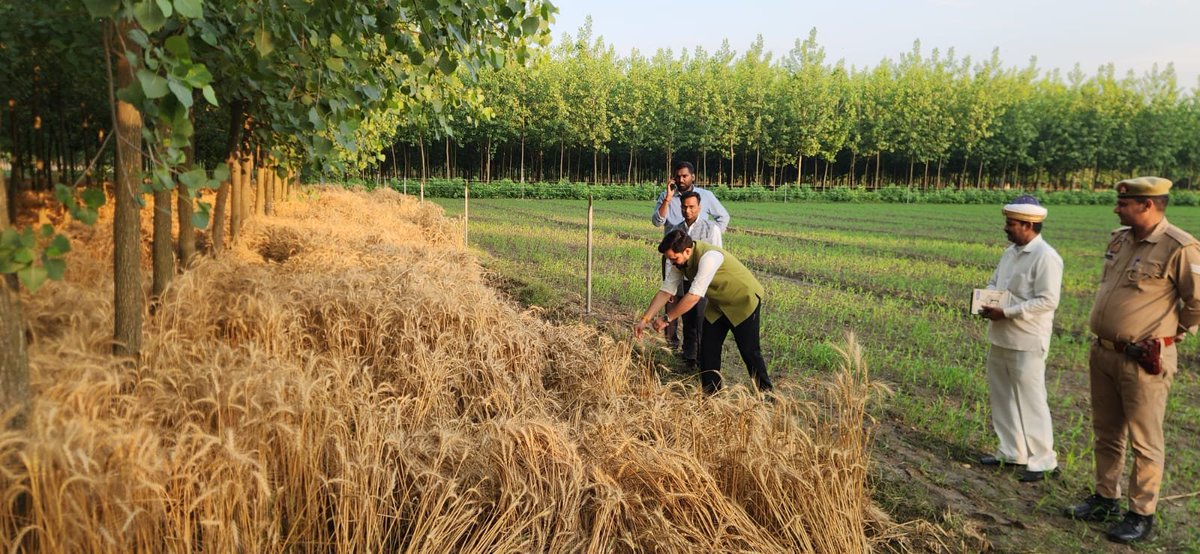 bstvlive's tweet image. रामपुर : बारिश से गेहूं की फसल को नुकसान

➡डीएम अजय कुमार द्विवेदी ने किया निरीक्षण
➡एडीएम संदीप वर्मा समेत अफसर मौजूद रहे
➡नुकसान वाले क्षेत्रों में तत्काल सर्वे के निर्देश जारी
➡रिपोर्ट तैयार कर शासन को भेजने के आदेश

#Rampur #RainDamage #UttarPradesh @RampurDm