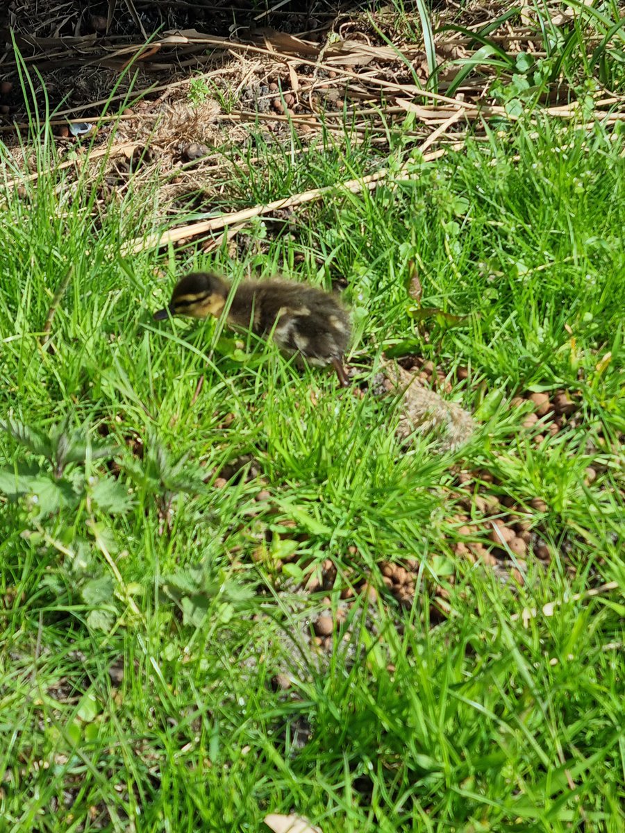 shivering__gold's tweet image. I saw the duckies up close today!!!!!!!!!!!! #walk 🦆