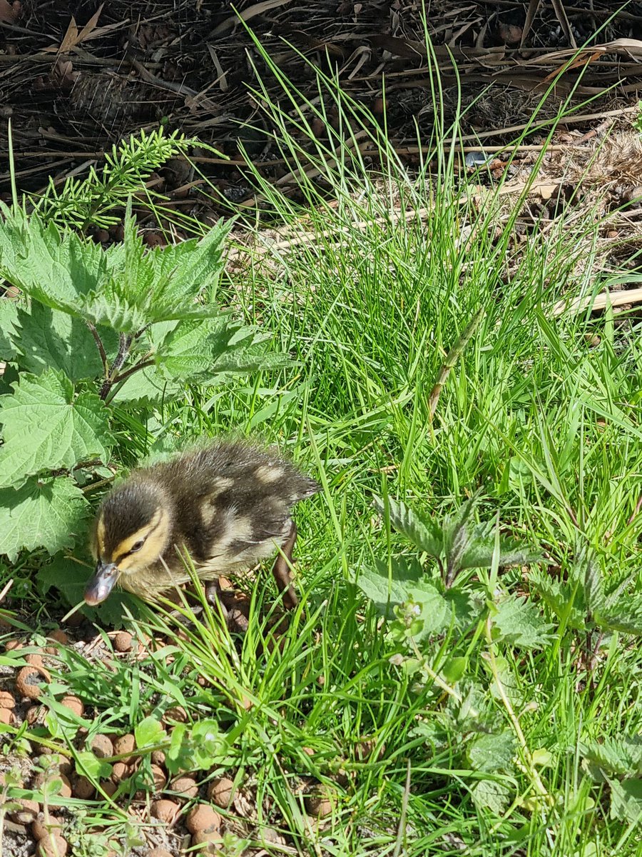 shivering__gold's tweet image. I saw the duckies up close today!!!!!!!!!!!! #walk 🦆