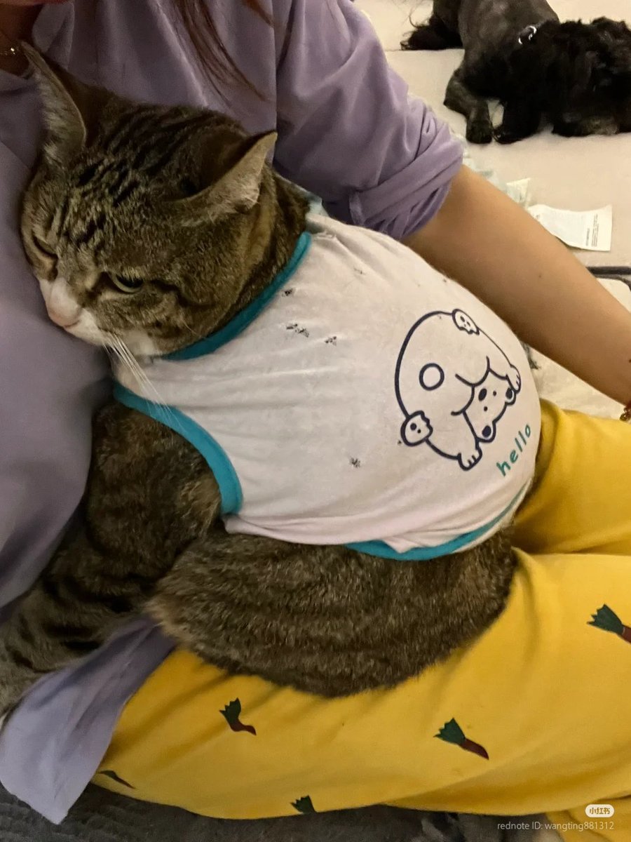 No Context Cats tweet media