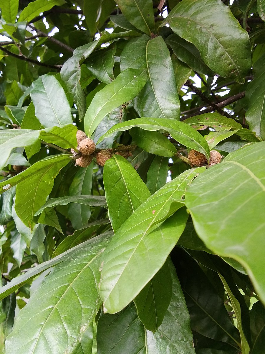 Mabel Hernández Molina tweet media