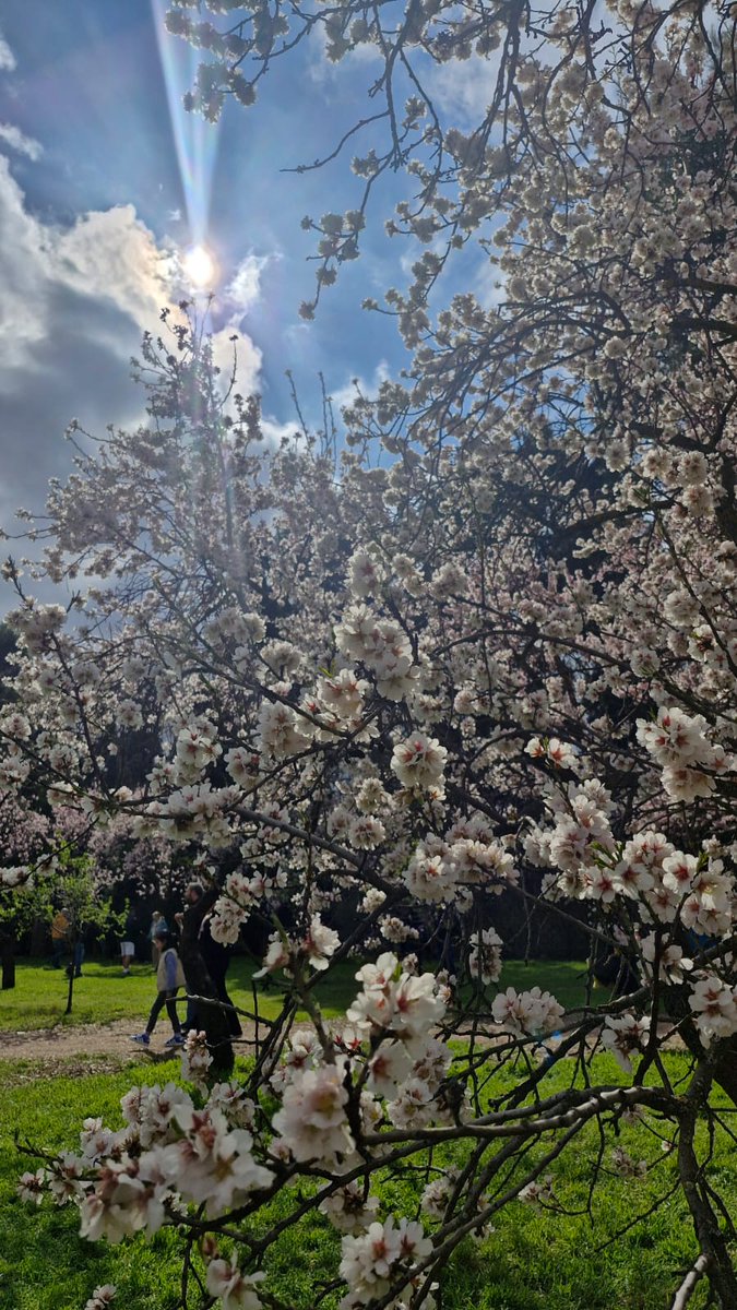 garedemadrid's tweet photo. #Primavera en #Madrid https://t.co/kOWCp6qagL