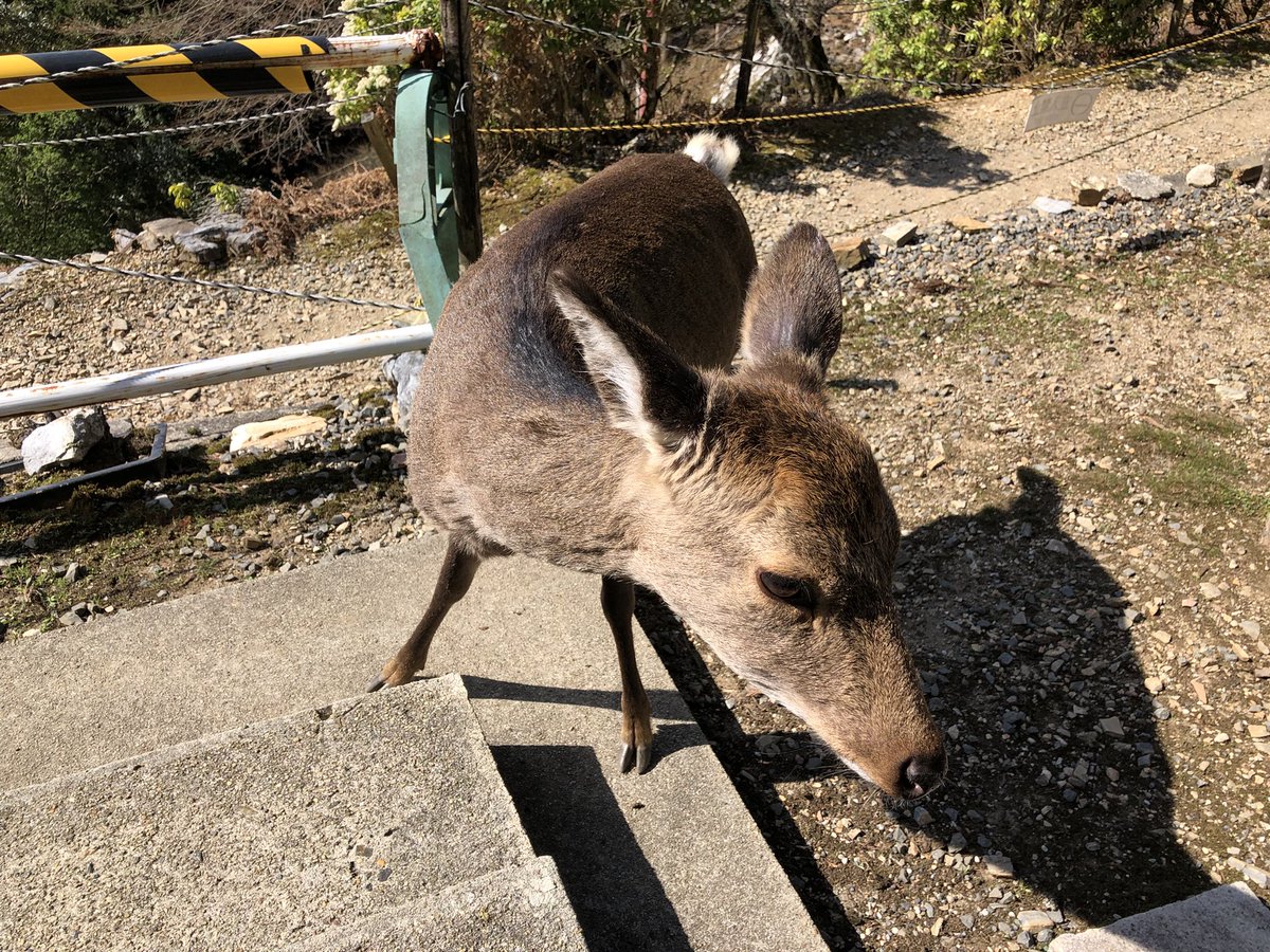 月輪寺【公式】 tweet media