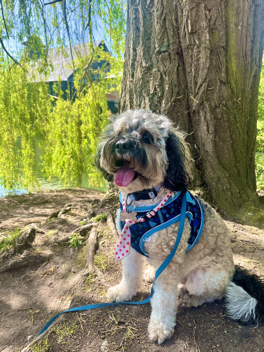 Malcolm & Baby Dog tweet media