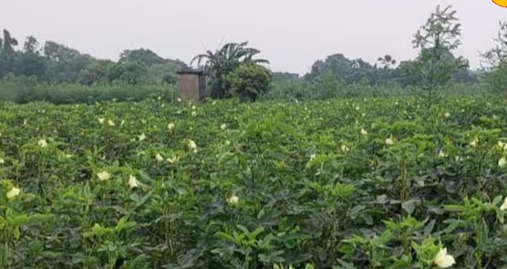 samacharmirchi's tweet image. गेहूं कटाई के बाद भिंडी की खेती से किसानों को मिलेगा तगड़ा मुनाफा, 45 दिन में शुरू होगी कमाई
samacharmirchi.com/gehu-katai-baa…
.
.
.
.
.
.
.
.
.

#gehu, #bhindi, #katai, #kheti, #farming, #kisan, #farmers,