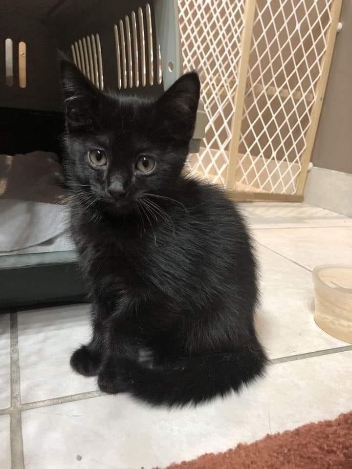 Olivia Voss tweet media