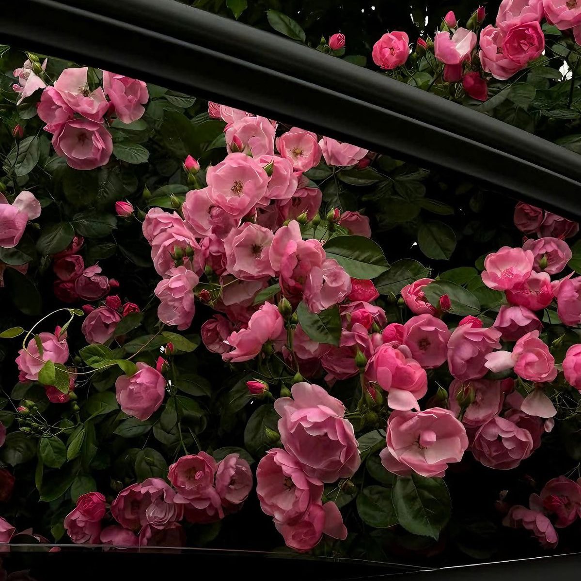 َََََ tweet media