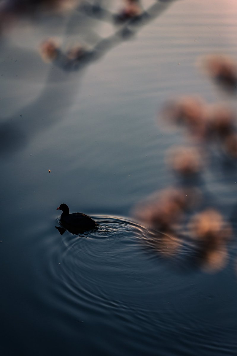 urapon | Ryoga Urata tweet media