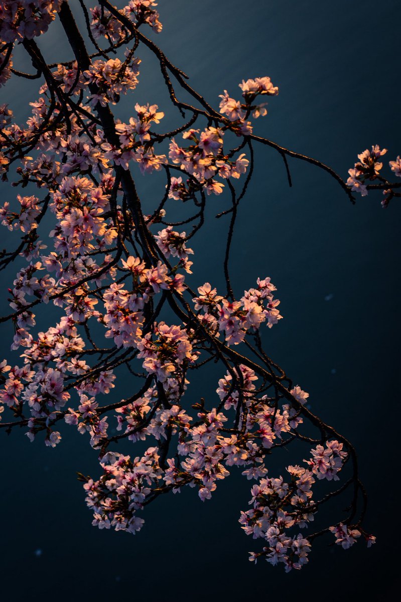 urapon | Ryoga Urata tweet media