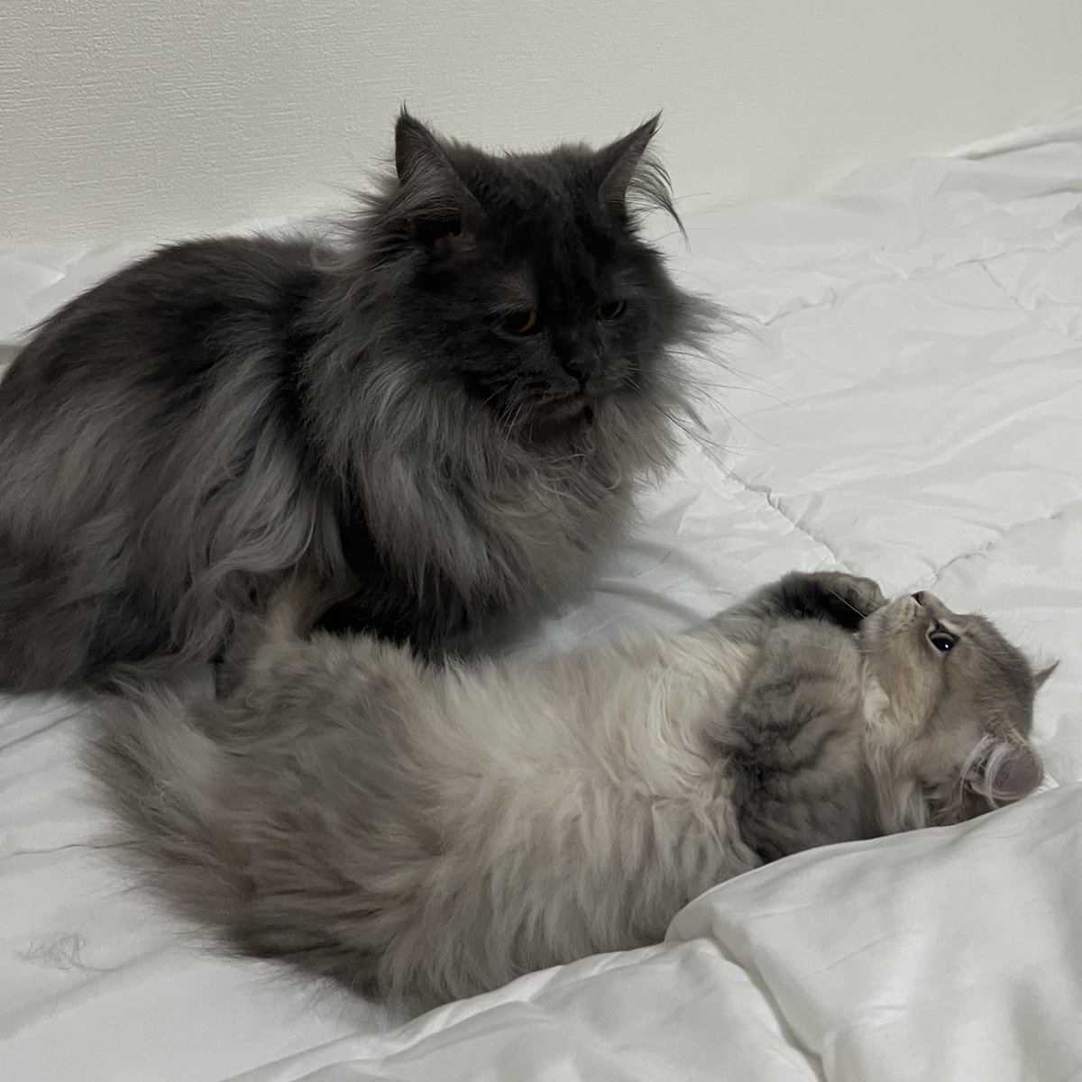 𝘓 𝘶 𝘕 𝘢 𝘗 𝘪⋆͛☽.ﾟ tweet media