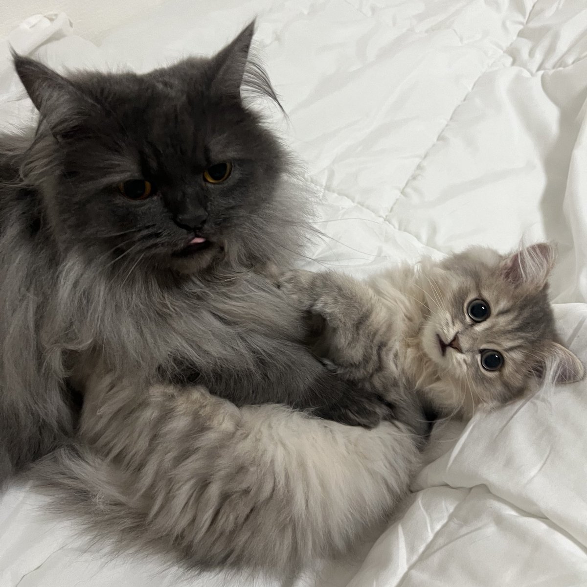 𝘓 𝘶 𝘕 𝘢 𝘗 𝘪⋆͛☽.ﾟ tweet media