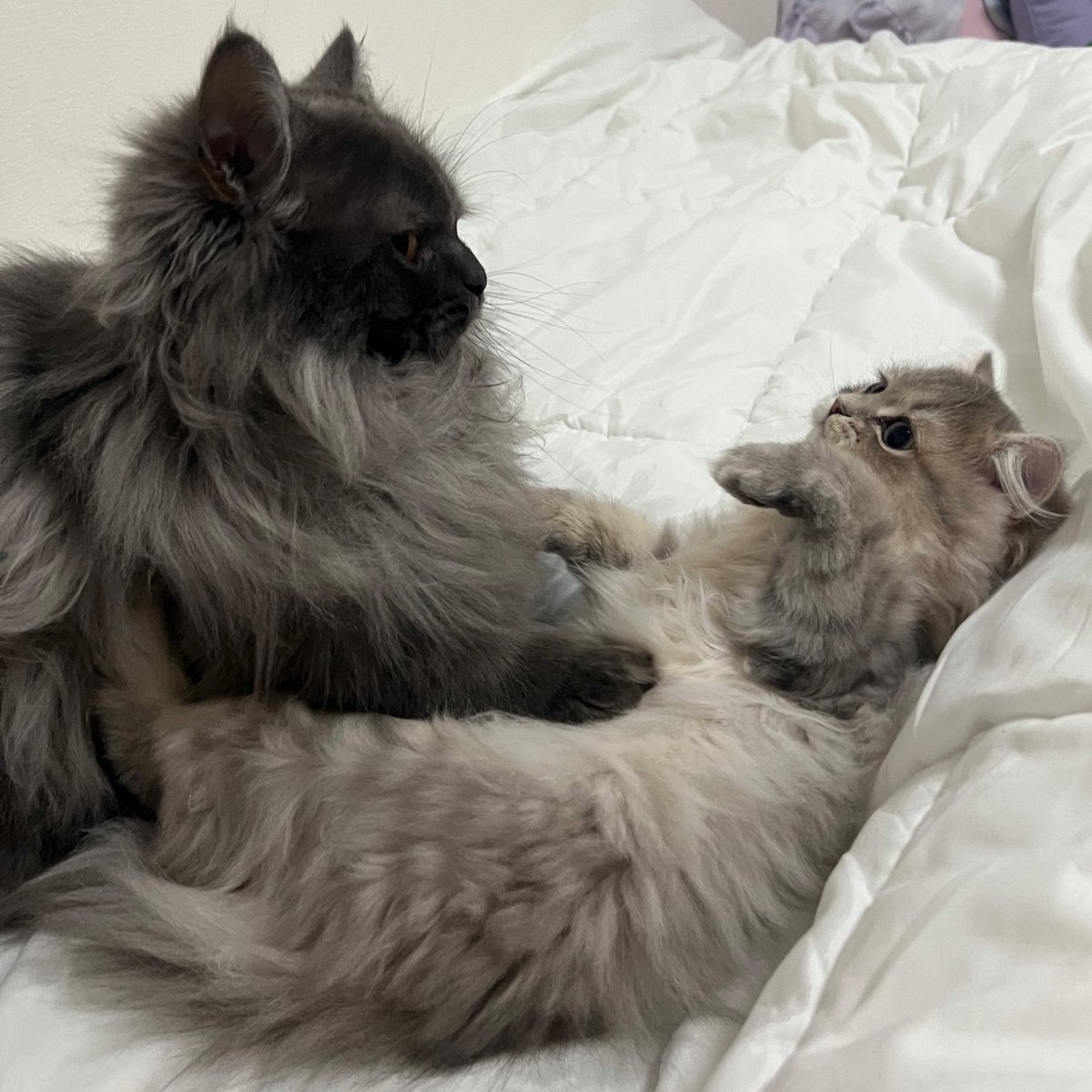 𝘓 𝘶 𝘕 𝘢 𝘗 𝘪⋆͛☽.ﾟ tweet media