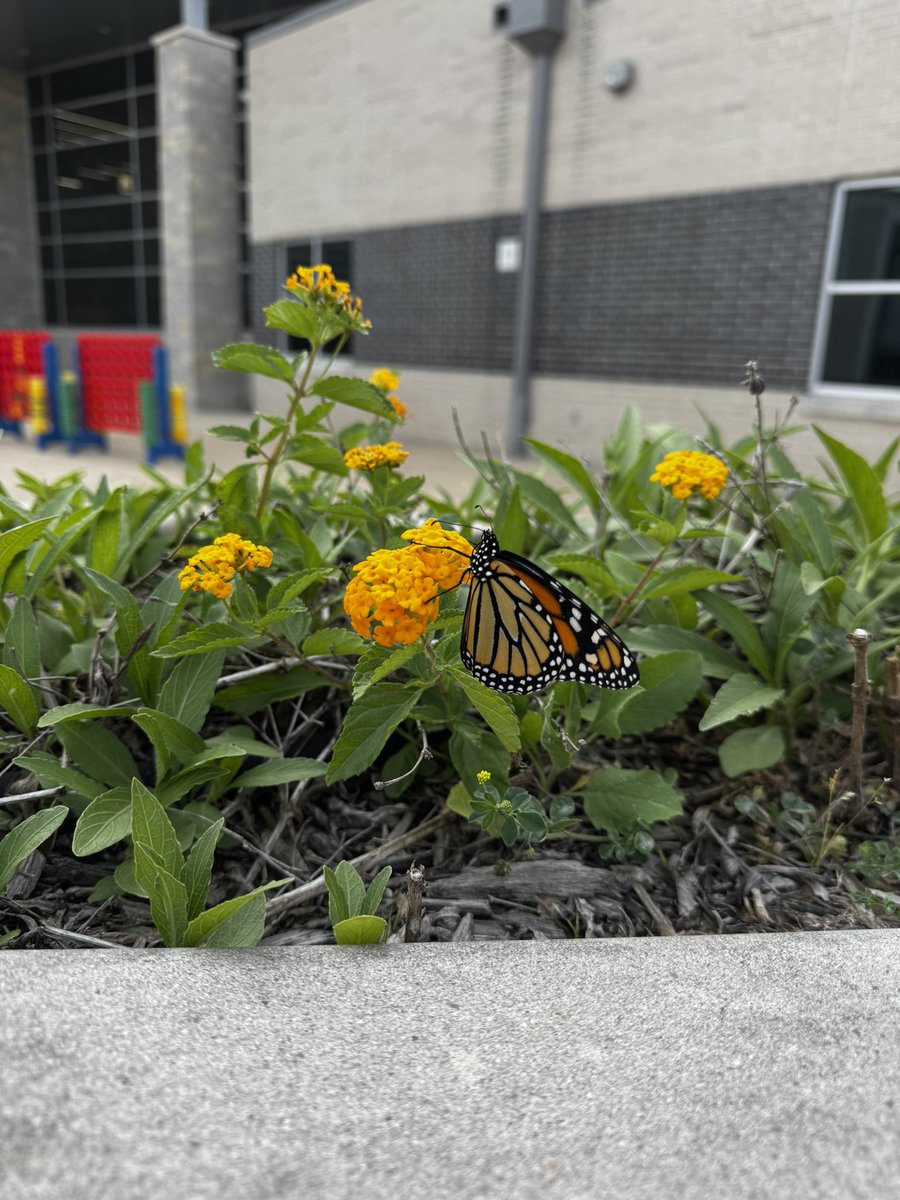 egelsner's tweet image. The speech butterflies hatched over the break and were let go yesterday! What a fun day in the speech room!

#speechtherapy #sequencing #describing #inferencing #followingdirections #learninglots 

@OLE_Leopards