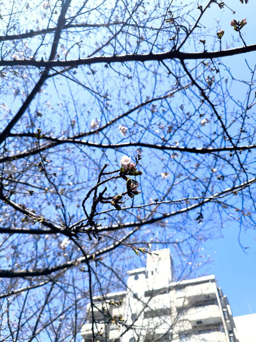 enjoy！と言われてenjoy！できるなら僕らはすでにしてるenjoy

#tanka #短歌