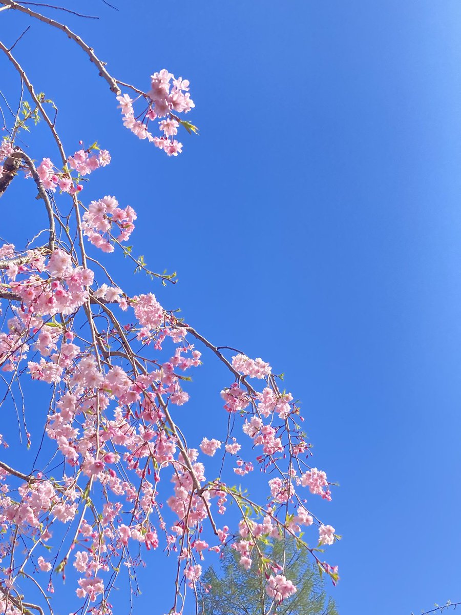 美藤 悠衣 tweet media