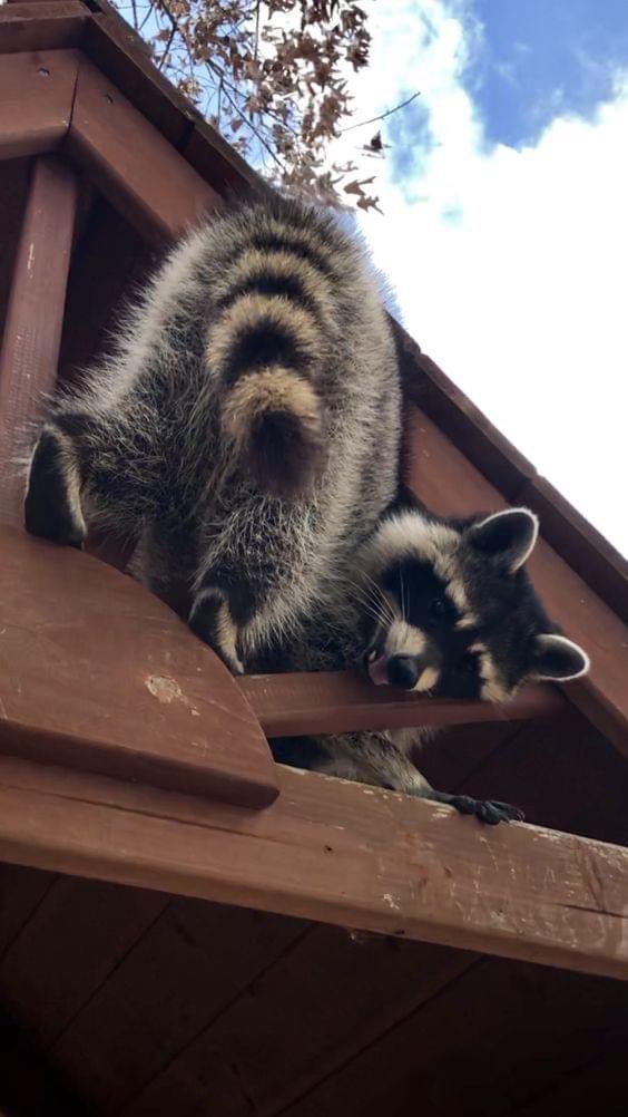 Raccoons Hourly tweet media