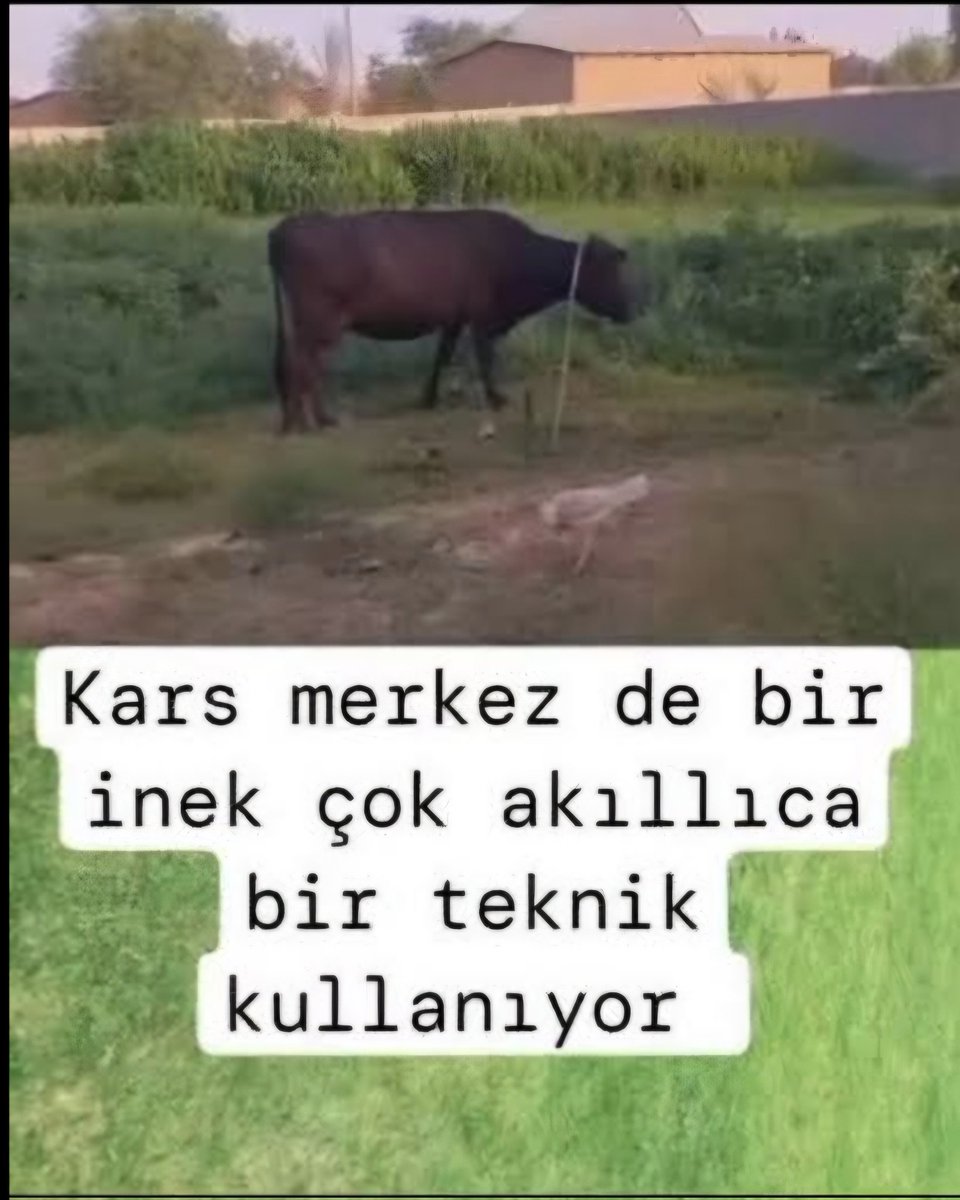 Esralı ve Gizemli tweet media