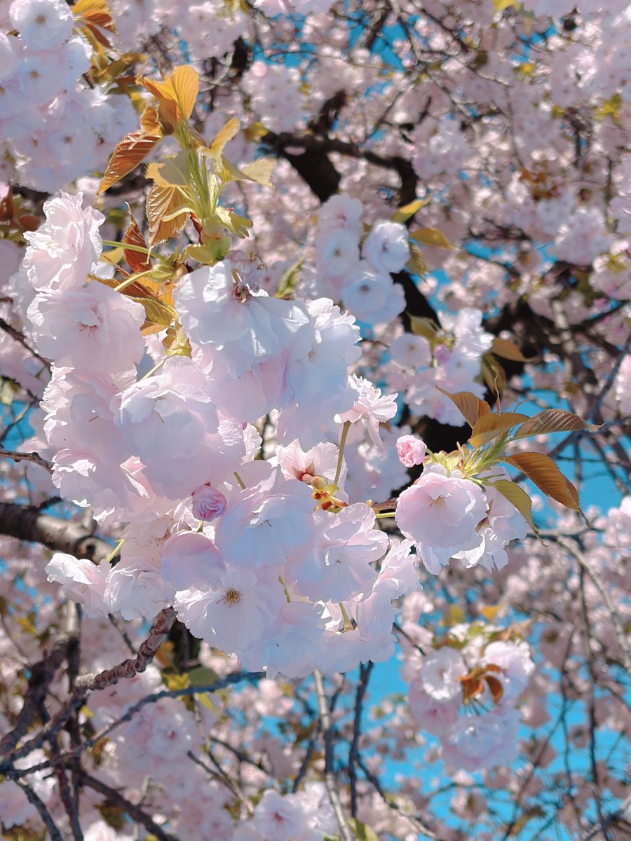 青空の下お花見でした🌸