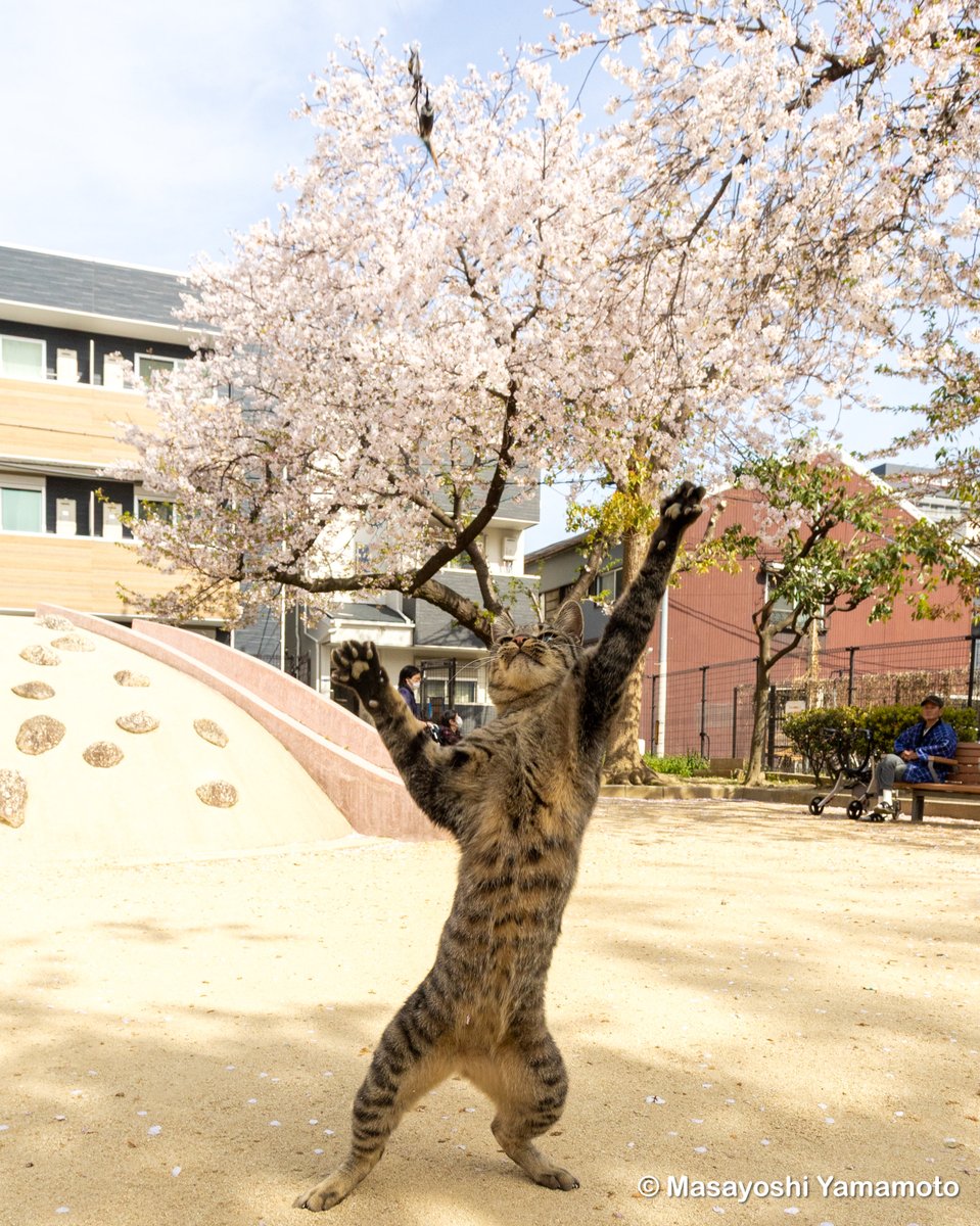 ︎山本 正義 (Masayoshi Yamamoto)立ち猫®︎ tweet media