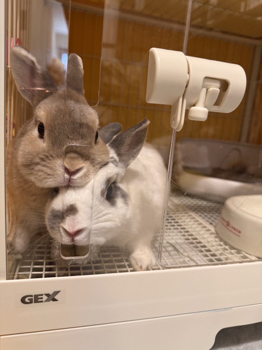 クッキー姉 tweet media