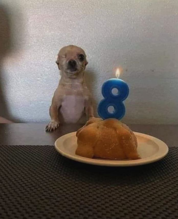 Best in Dogs tweet media