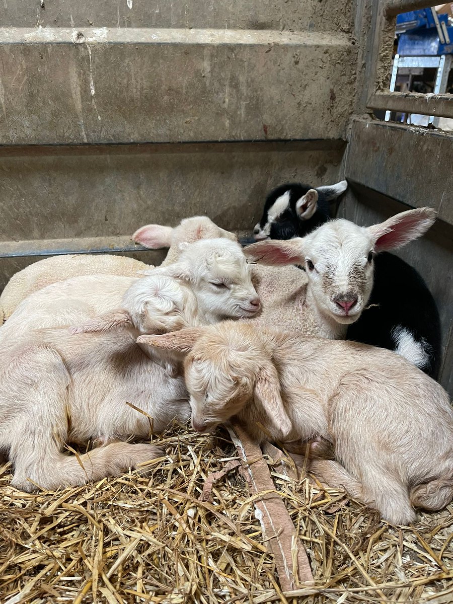 ErringtonCheese's tweet photo. Our kidding tours are full swing! 10.30am and 12.30pm every day until Sunday. Book here: https://t.co/C3CLmQJzEl https://t.co/3roSrEXwdR