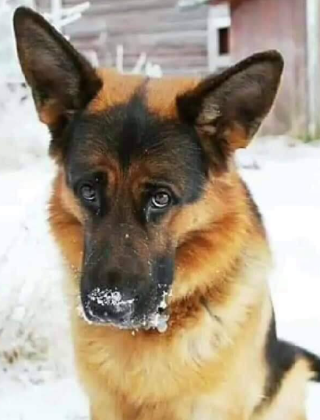 Tweets of Dogs tweet media