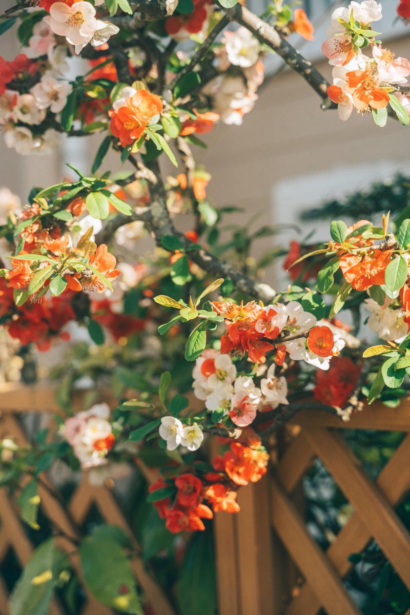 染谷ノエル/Noelle Someya tweet media